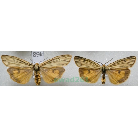 Coscinia striata (Linnaeus, 1758) pair France89k